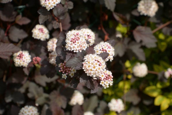 Physocarpus opulifolius Red Baron