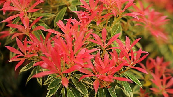 Pieris Flaming Silver C3