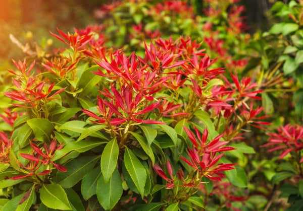 Pieris Forest Flame C3