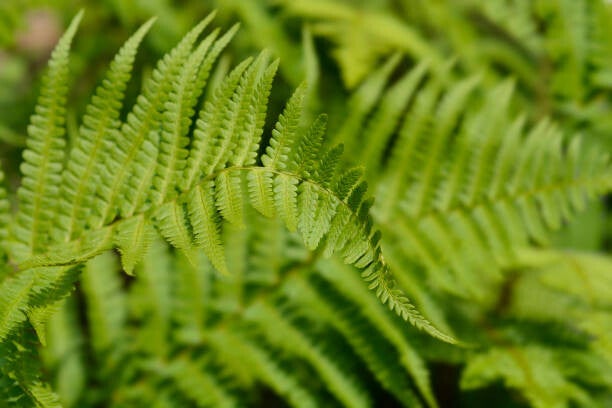 Polystichum setiferum