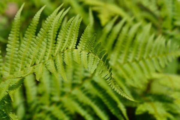 Polystichum setiferum