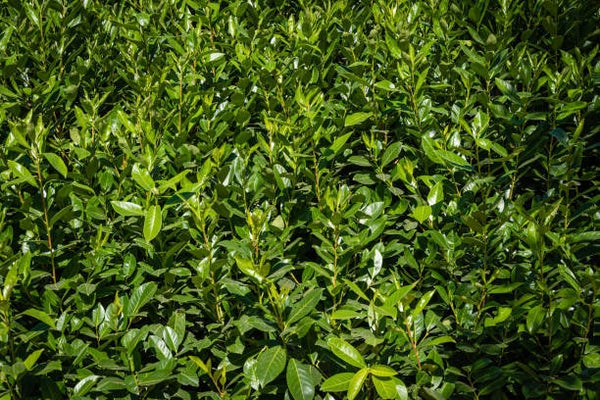 Portugese laurier leiboom (Prunus lusitanica)