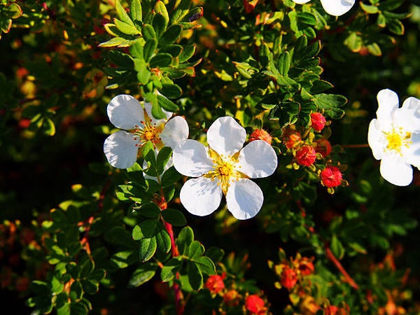 Potentilla fruticosa Abbotswood