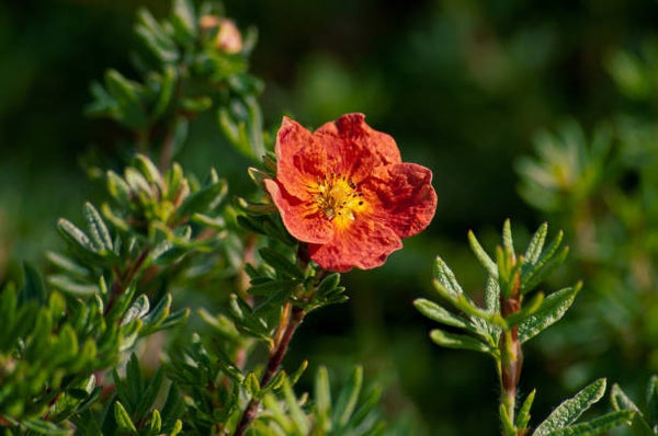 Potentilla fruticosa Red Ace