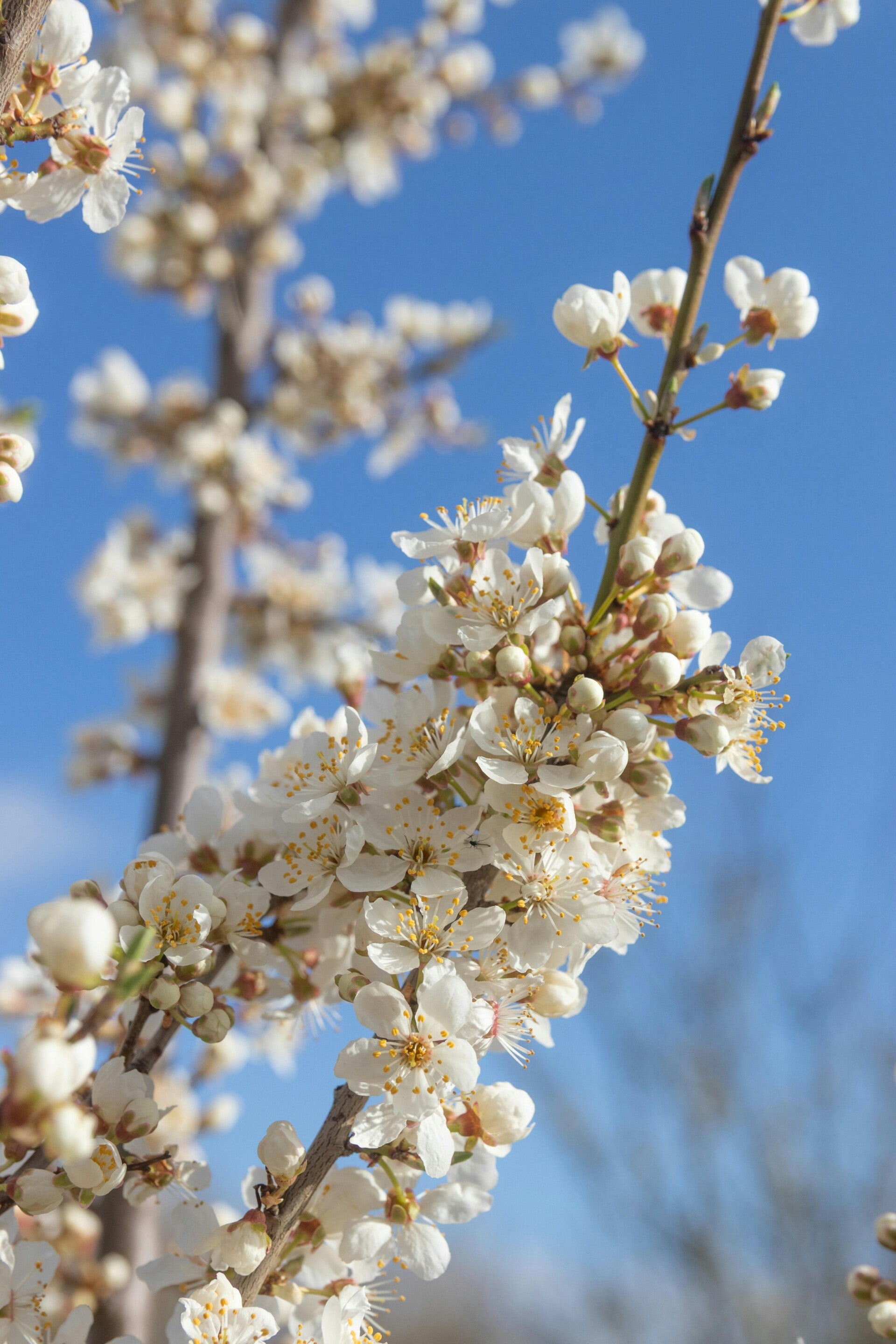 Prunus l. 'Otto Luyken' C1,5