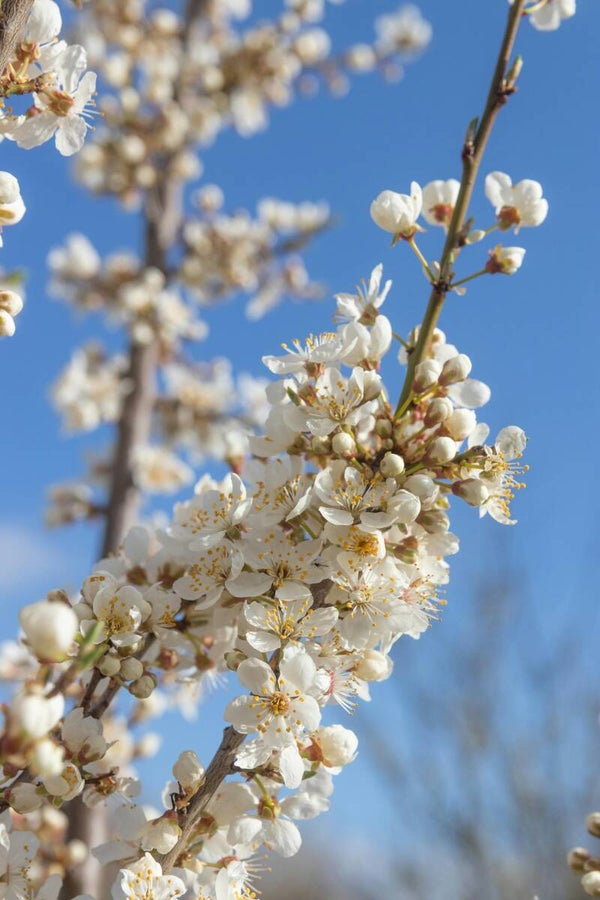 Prunus l. 'Otto Luyken' C1,5