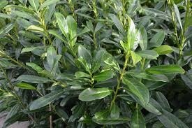 Prunus laurocerasus Caucasica