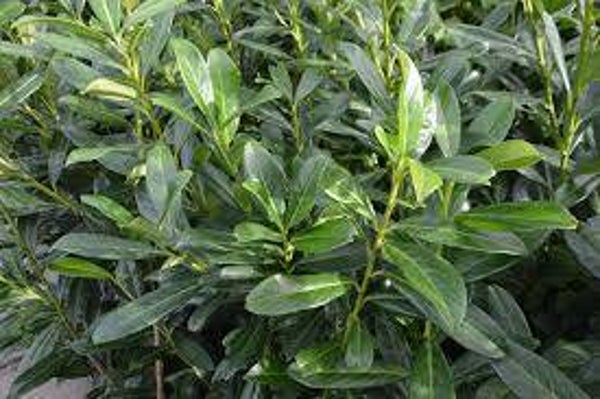 Prunus laurocerasus Caucasica C3