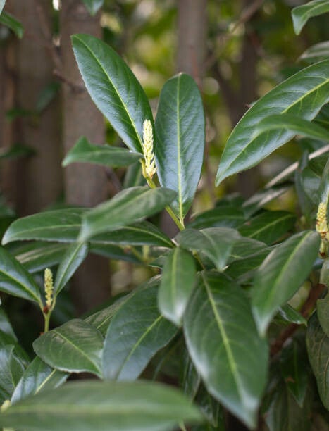 Prunus laurocerasus Genolia