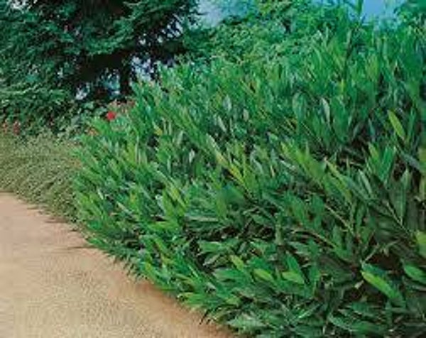 Prunus laurocerasus Otto Luyken