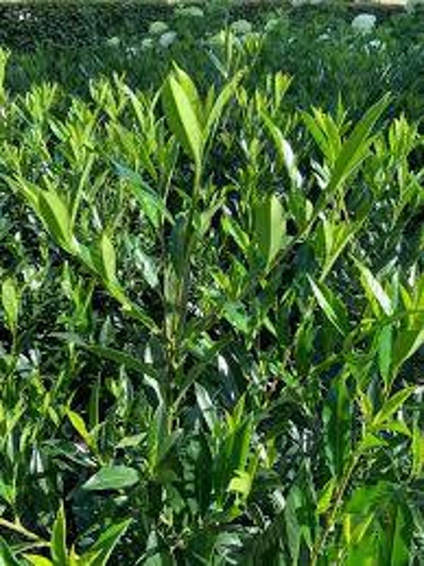Prunus laurocerasus Otto Supreme C3