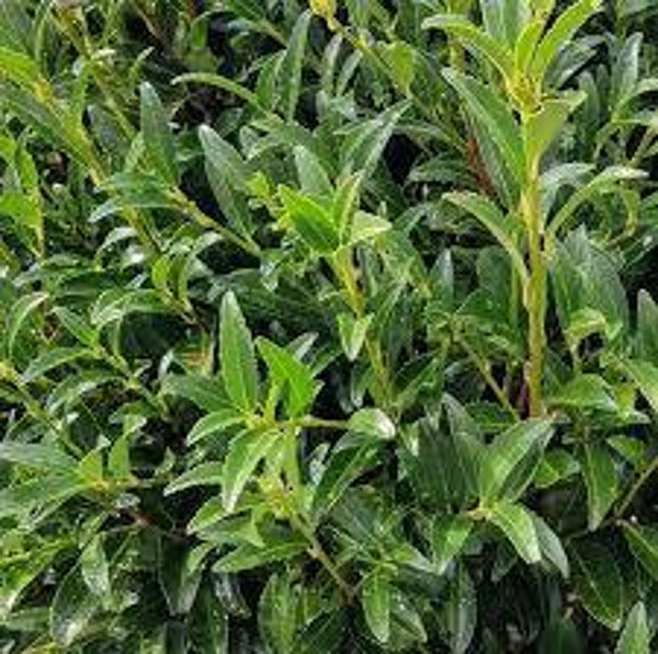 Prunus laurocerasus Sofia C3