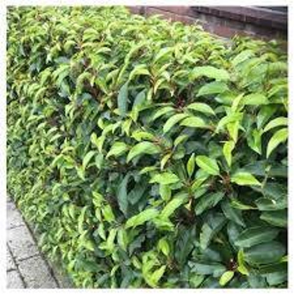 Prunus lus. Angustifolia C5