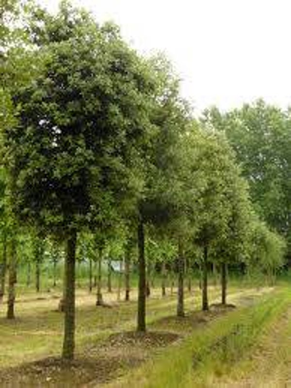 Quercus ilex C3