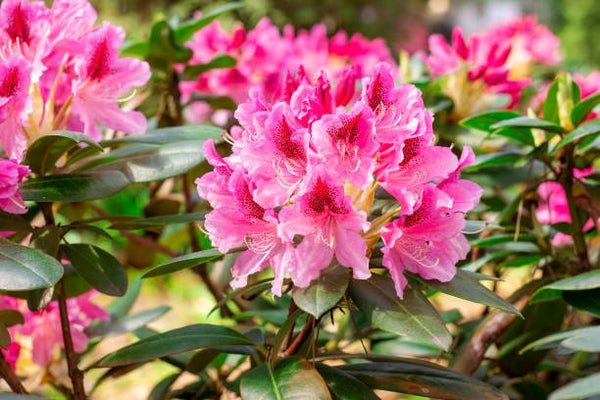 Rhododendron Cosmopolitan (roze) C5
