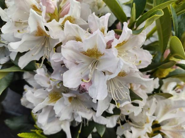 Rhododendron Cunningham White (wit) C5