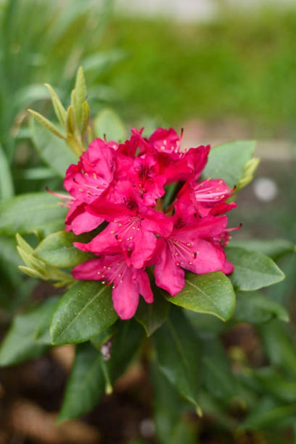 Rhododendron Nova Zembla (rood) C5