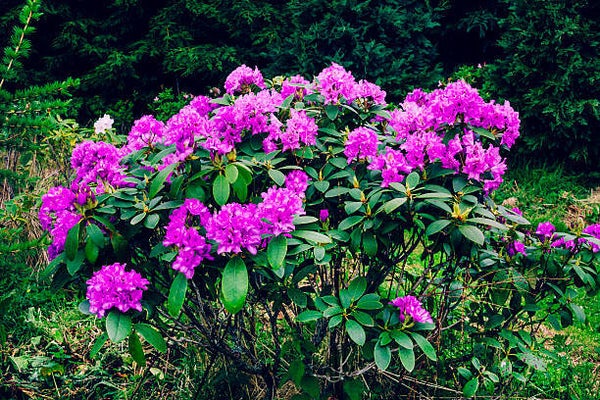 Rhododendron Ponticum (paars) C5