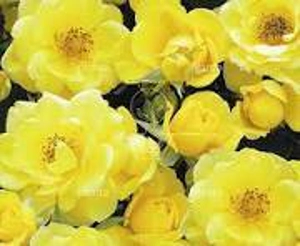 Rosa (P) Yellow Fairy