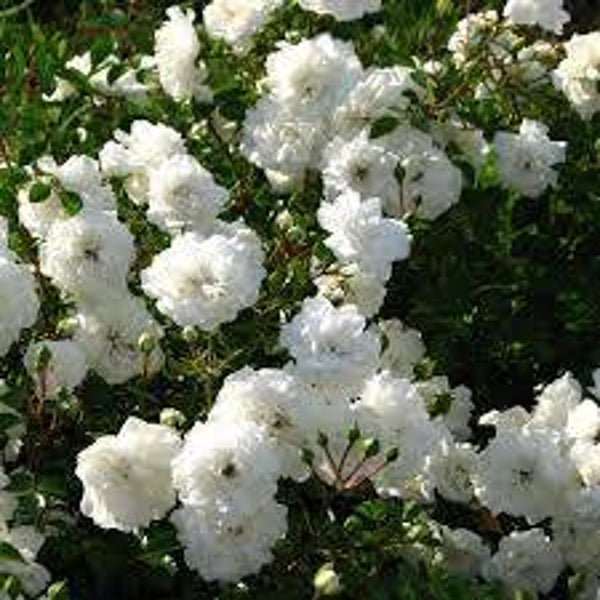 Rosa Sea Foam (Wit) C3