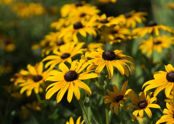 Rudbeckia Goldsturm