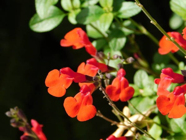 Salvia jamensis Flammen C3