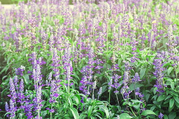 Salvia jamensis Violette de Loire C3
