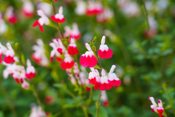 Salvia microphylla Hot Lips C3