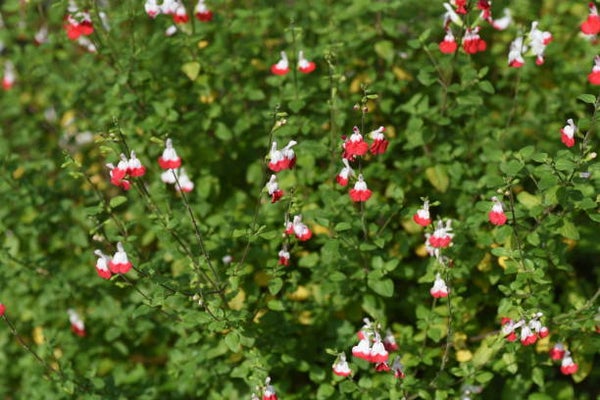 Salvia microphylla 'Hot Lips'