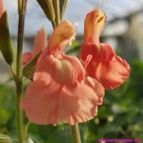 Salvia microphylla Papajan C3