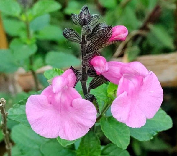 Salvia microphylla Pink Lips C3