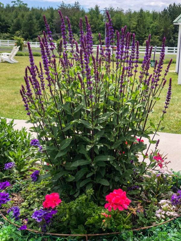 Salvia nemorosa 'Caradonna'