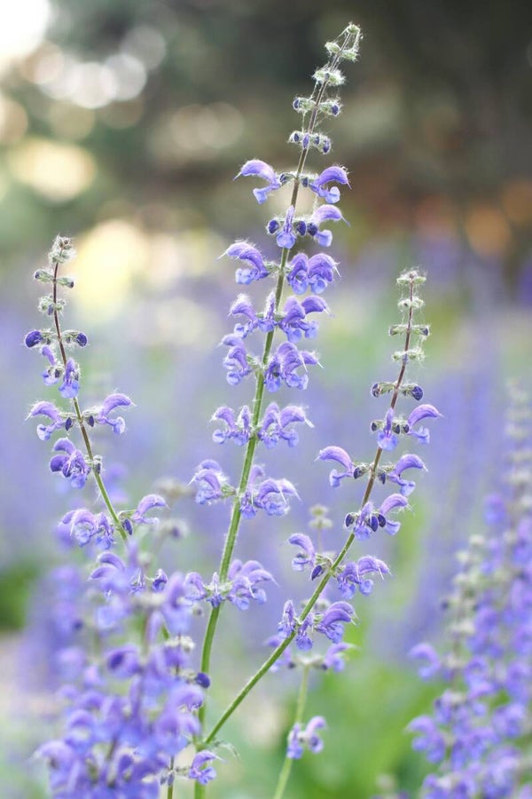 Salvia nemorosa 'Mainacht'