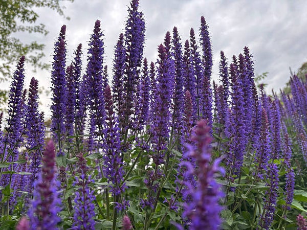 Salvia nemorosa 'Ostfriesland'