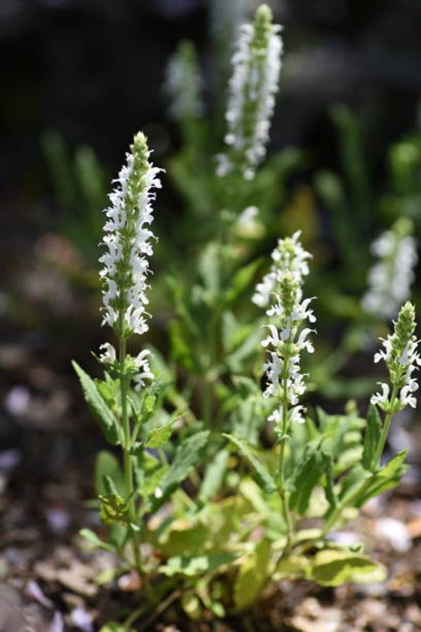 Salvia nemorosa 'Schneehügel' P9