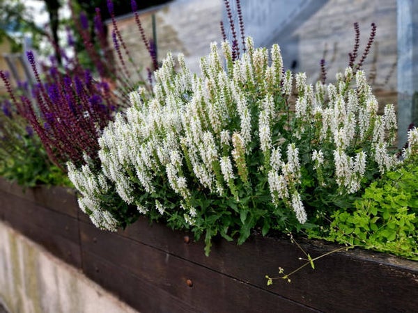 Salvia nemorosa 'Schneehügel'