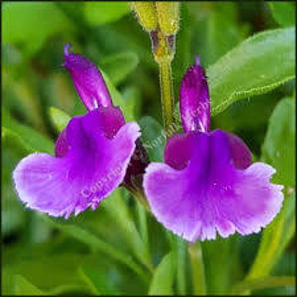 Salvia Oriental Dove C3