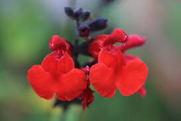 Salvia Royal Bumble C3