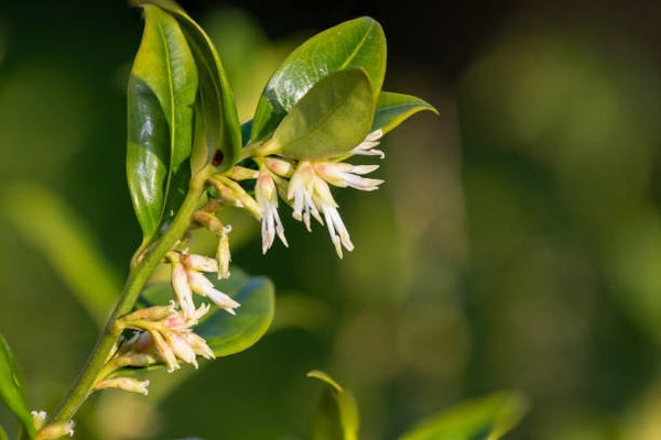 Sarcococca confusa C5