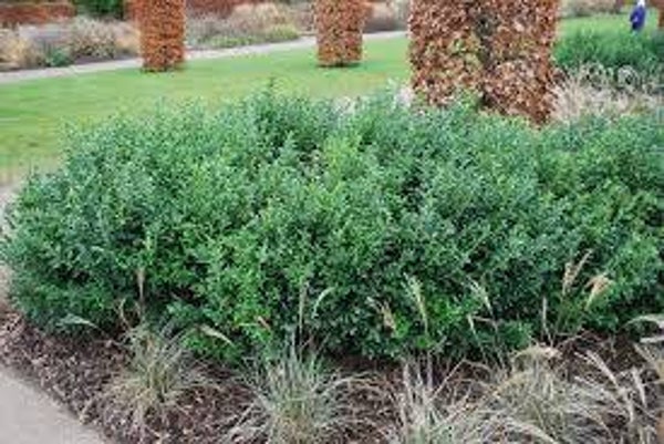 Sarcococca confusa C3