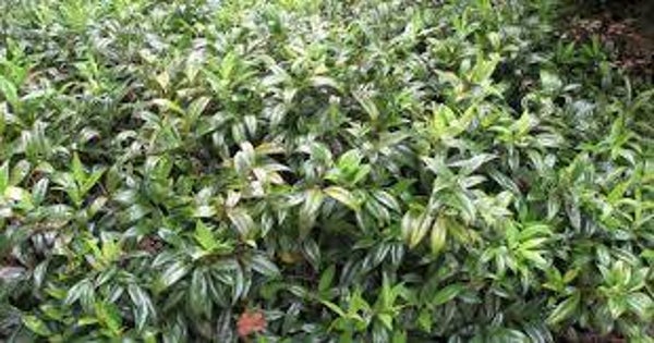 Sarcococca hookeriana C3