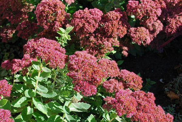 Sedum 'Herbstfreude'