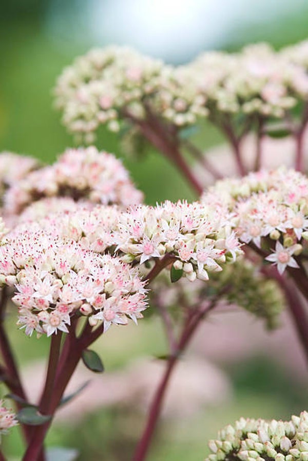 Sedum 'Matrona'