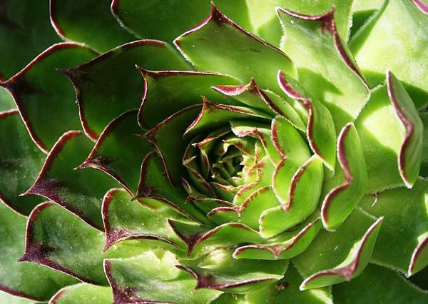 Sempervivum grandiflorum