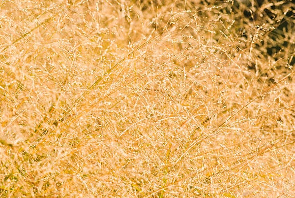 Sesleria autumnalis C1,5