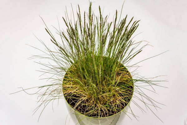 Sesleria autumnalis