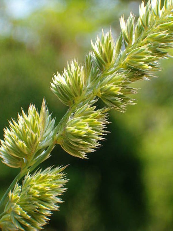 Sesleria heufleriana
