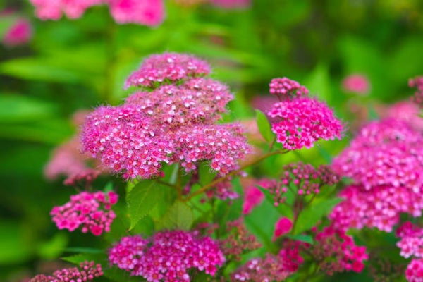 Spiraea japonica Anthony Waterer