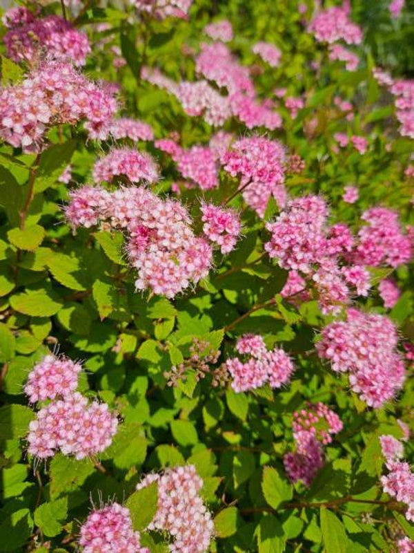 Spiraea japonica Little Princess C3