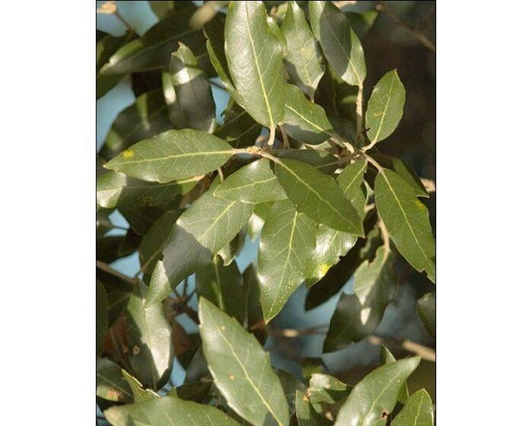 Steeneik leiboom (Quercus ilex)